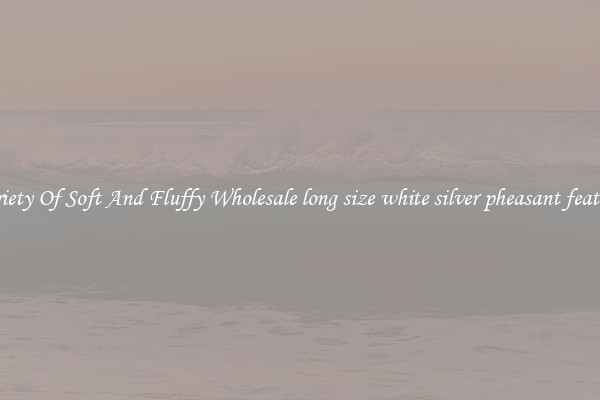 Variety Of Soft And Fluffy Wholesale long size white silver pheasant feathers